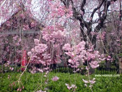 紅八重しだれ桜